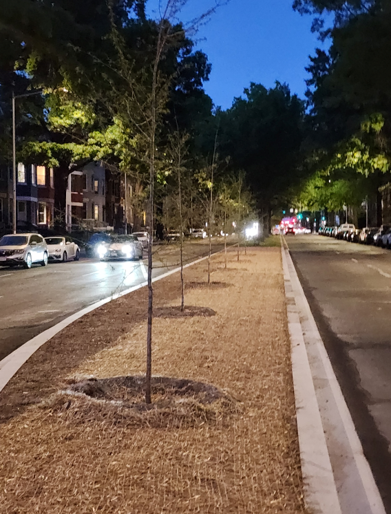 great to see these six freshly planted trees in the recently reconstructed median strip on the unit block of Rhode Island Ave NW in #BloomingdaleDC 🌳