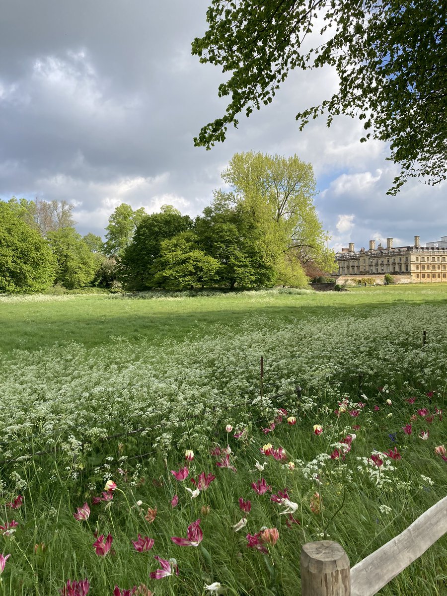 #ClareCollege #spring viewed from #KingsCollege