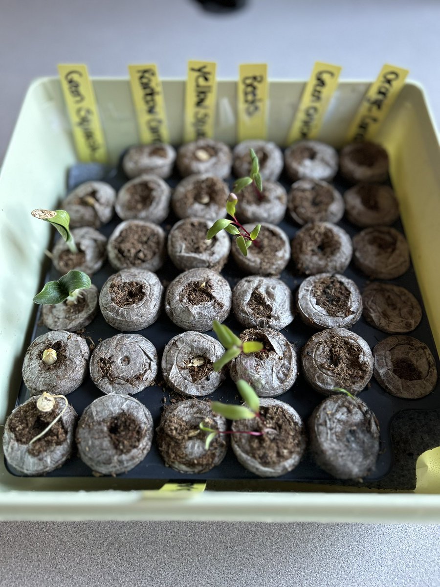 Hello little loves in the Student Library Seed Garden @Garde_City_HS #tlchat