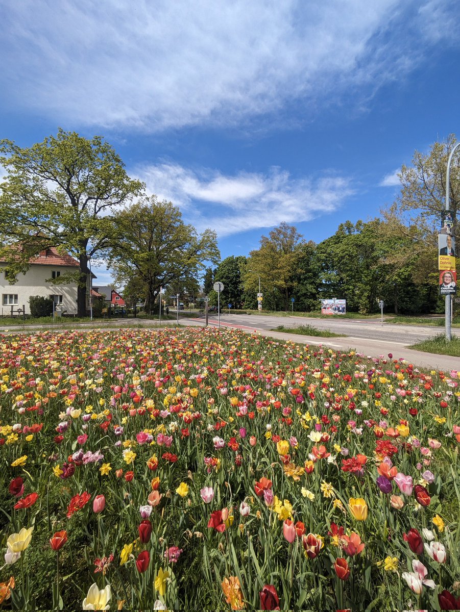 Tulip season is here!