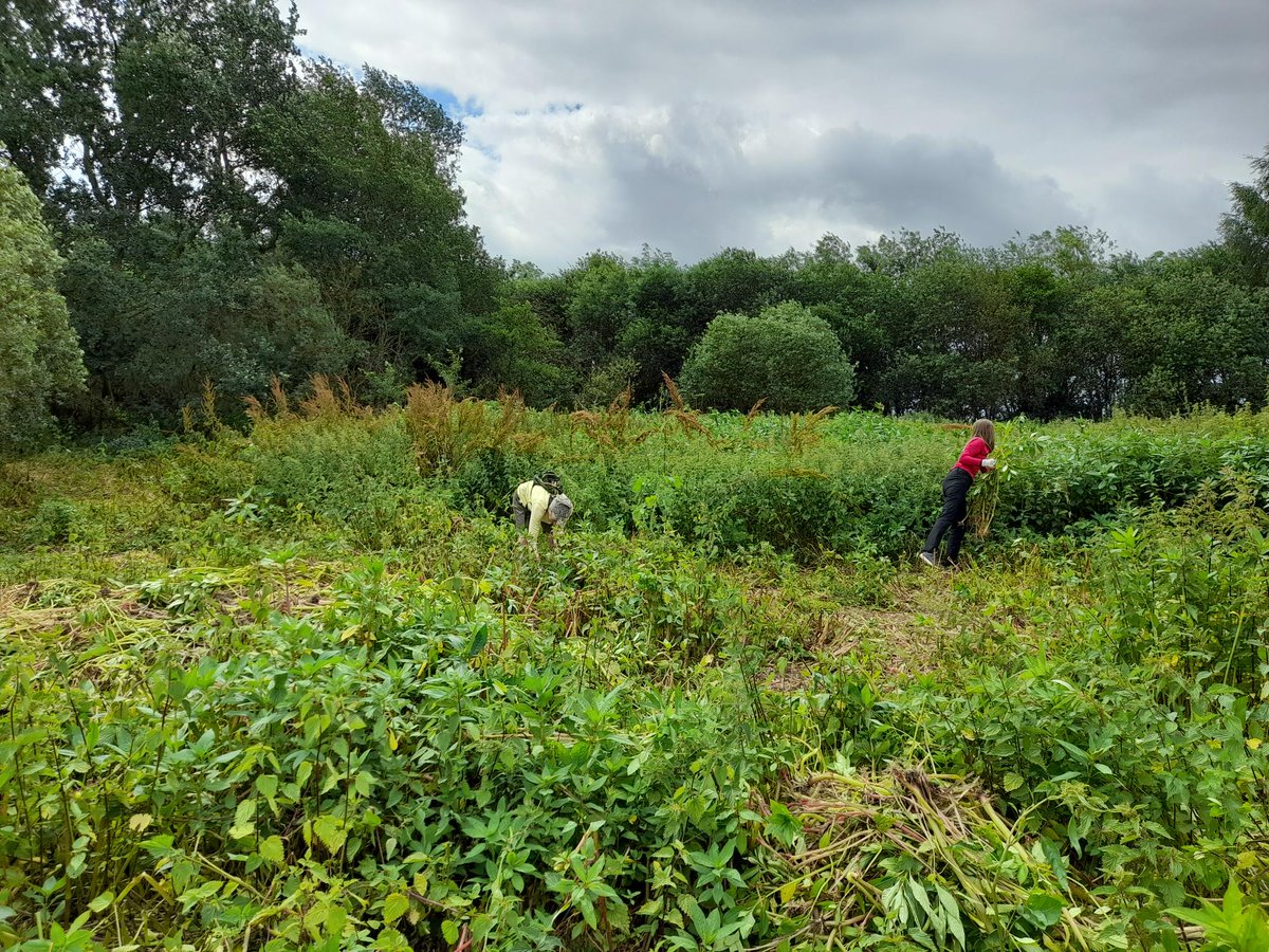 Our next Community Muck-in is on Sun 12 May at #RSPBStAidans. We’ll be starting work on clearing Himalayan Balsam – an invasive species that can produce up to 2,500 seeds per plant 🌸 Meet outside the #LittleOwlCafe at 10am 🦉 Not suitable for children 📷JLee