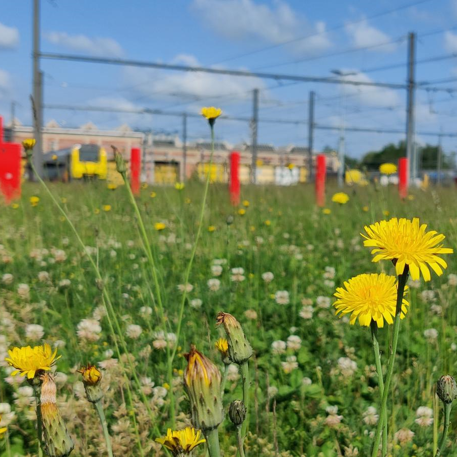 🌾 Ook dit jaar doen we mee aan de actie ‘Maai Mei Niet’. Dit zorgt voor meer bloemen, een belangrijke voedingsbron voor vlinders en bijen 🐝, en een betere #biodiversiteit + de bodem is beter bestand tegen droogte en hitte ☀️ Doe jij ook mee? #NMBS #Duurzaamheid #maaimeiniet