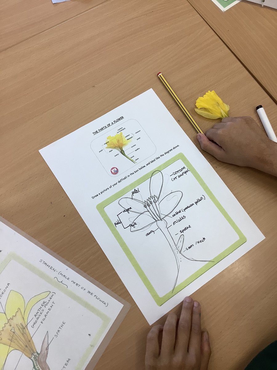 Year 5 enjoyed their #gardening workshop where they learnt all about #pollination. They labelled the inside of a flower and even dissected their own! 🌻🌼 #Flowers #Nature #Science