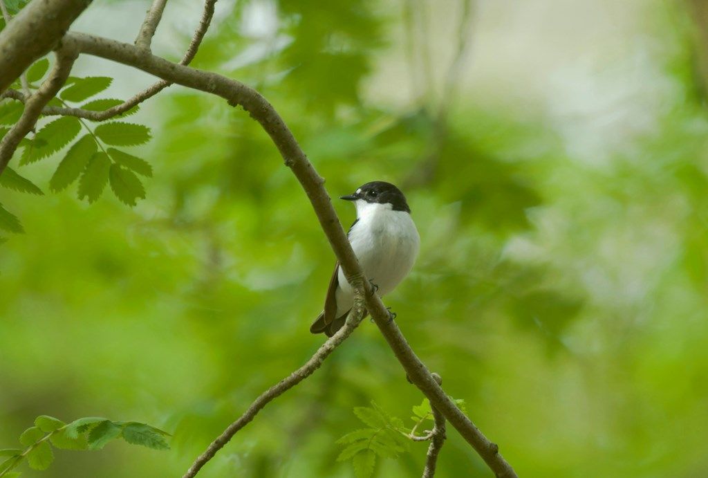 The mixed woodlands of #ScotlandsRainforest are fantastic for wildlife all year round. But they're particularly important as a summer home for migrant birds, many of which have been arriving back over the last few weeks, such as the beautiful pied flycatcher. 📷 John Bridges