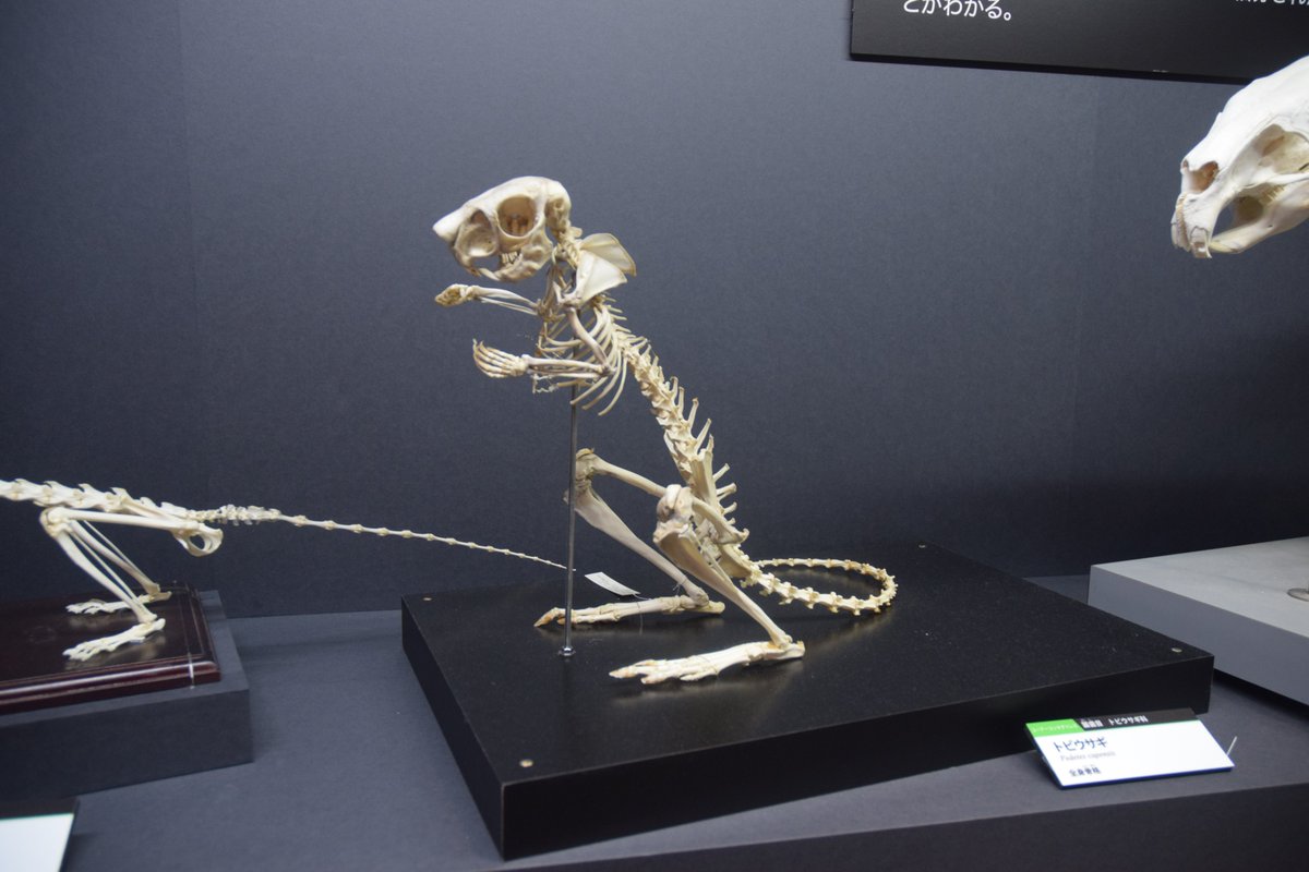 トビウサギの全身骨格と頭蓋骨。 地上棲ながら、遺伝的にはムササビや