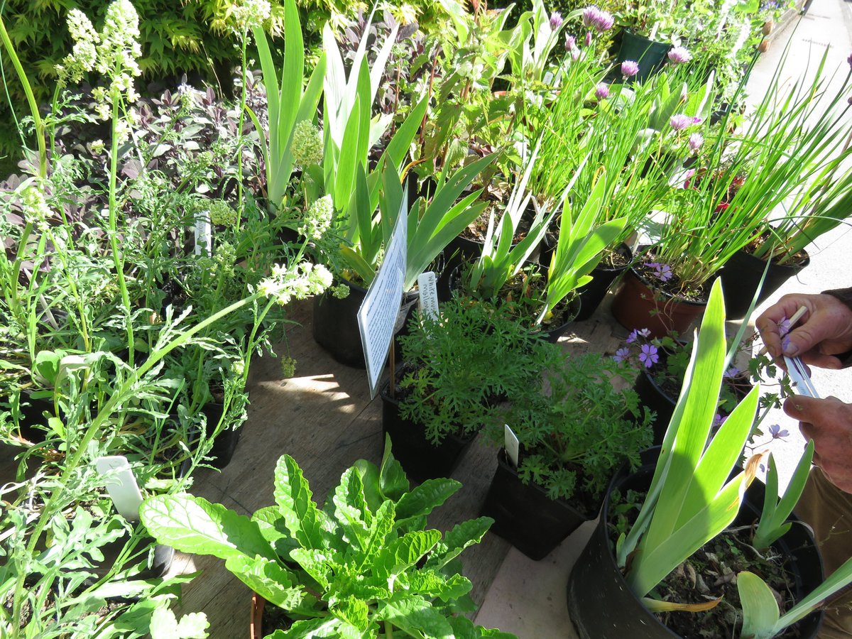 Rob & I are selling flowering plants this coming Saturday 4th May at Whitecross Local Produce Market. Held in Whitecross Village Hall, near Bodinnick, in Cornwall. Plants all grown in peat-free soil, without pesticides. Fingers crossed for good weather so we're not rained off!