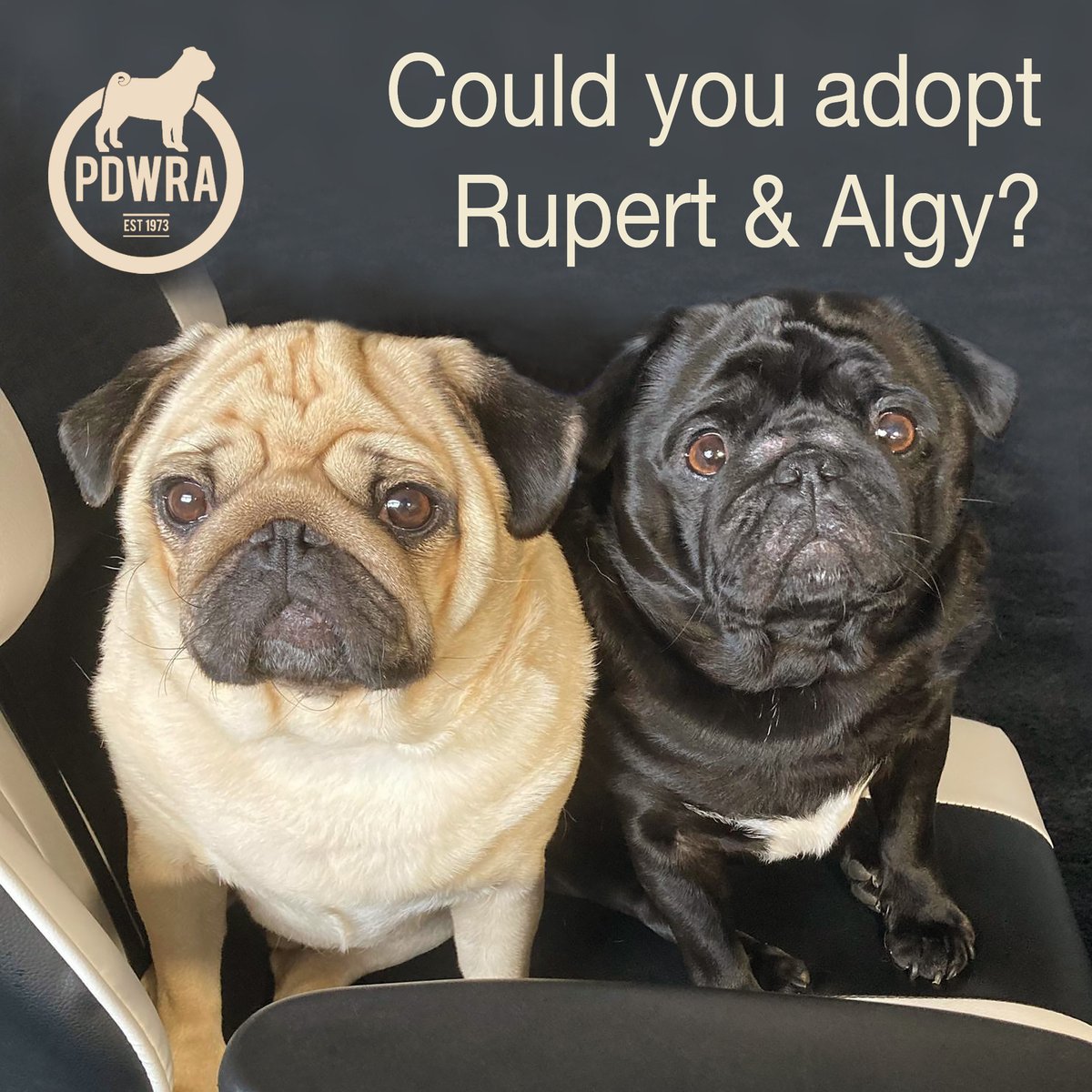 3-year-old bonded pair Rupert & Algy are looking for their new forever home! If you’d like to find out more about them, just click on the link for their full story - ecs.page.link/7qoAj
#pdwra #pugcharity #pugwelfare #friendsofwelfare #foreverhome #pugadoption #pug