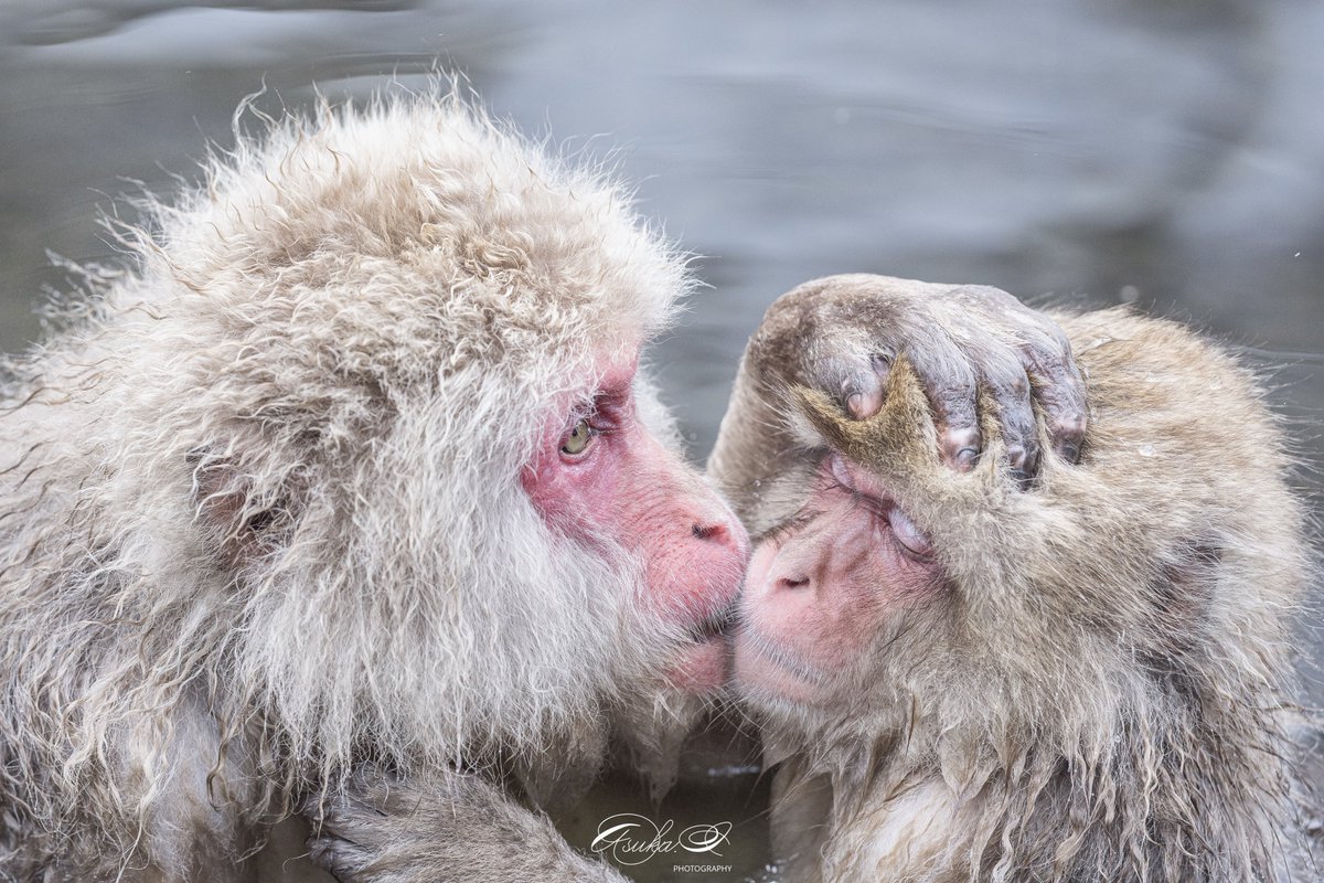 💋

α1 × FE135mm F1.8GM

#地獄谷野猿公苑
#snowmonkey

#SonyAlpha 
#これソニーで撮りました