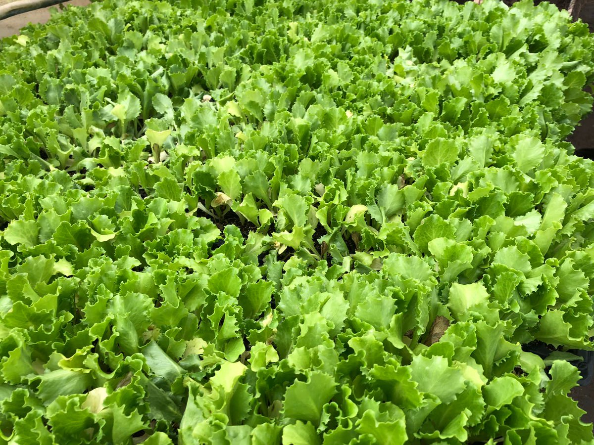 Lettuce 🌱 seedlings 🌱 each retailing at ksh 3. 

☎️0724471075 @kalebndolo
