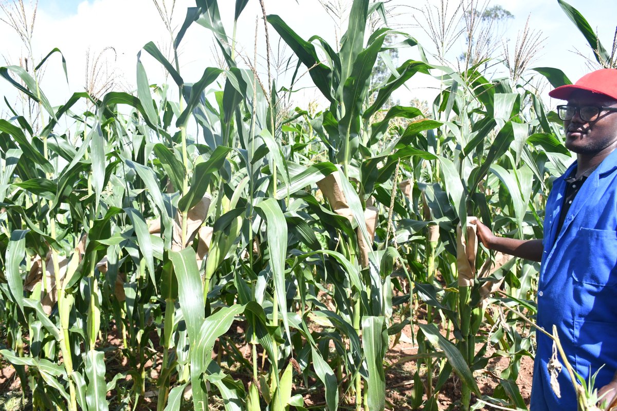état des lieux (comportement) de champs de production de semences de maïs hybride simple et des lignées pures installés à l'@isabu_officiel #Mparambo_Saison_B2024. @BMineagrie @musonerimana @wirakoze1 @ndikumana_jonas
