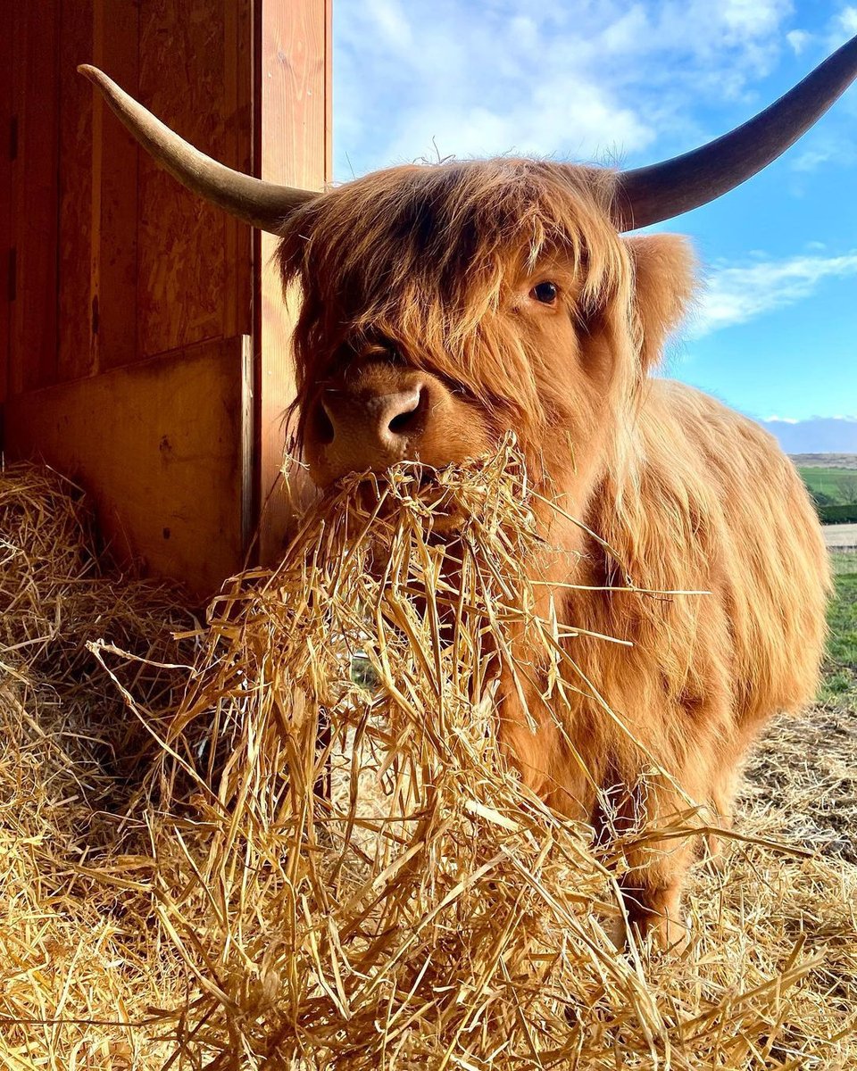 This fluffy guy re-coo-mends a tasty meal! 😋🍽️

📍 Fogwatt, Visit Moray Speyside
📷 Instagram.com/birkenbraehigh…

Top 10 places to visit in Scotland lovetovisitscotland.com/top-10-places-…