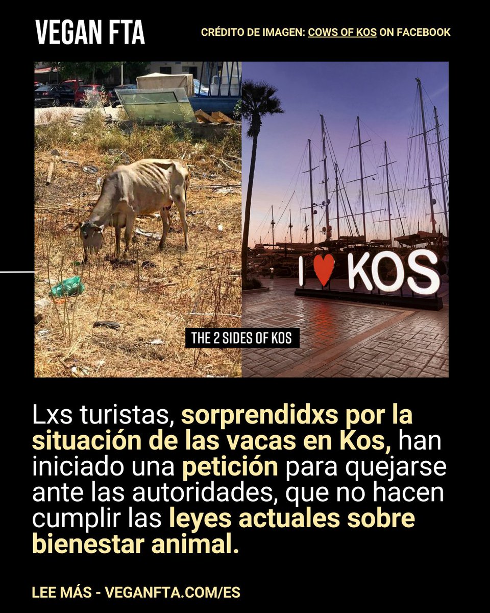 Turistas han manifestado que, por toda la isla griega de Kos, hay cientos de vacas demacradas, atadas con cuerdas, sin refugio ni acceso al agua 😔🇬🇷 👉 bit.ly/veganftakg #kos #turismoconsciente #derechosanimales #vaquitas #animalrights