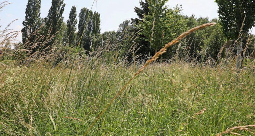 Fauchage tardif : des prairies qui respirent au Grand-Duché lequotidien.lu/luxembourg/fau…