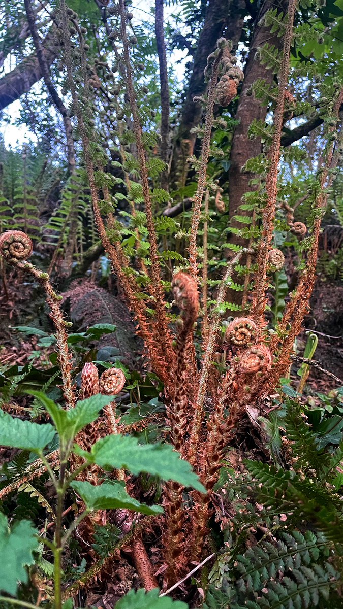 A fern in various stages of unfurling.

Day 120 & 1579/1581

#365daysofwalking
#200daysofwalking
#100daysofwalking 
#ThePhotoHour
#StormHour
@AimsirTG4 @deric_tv