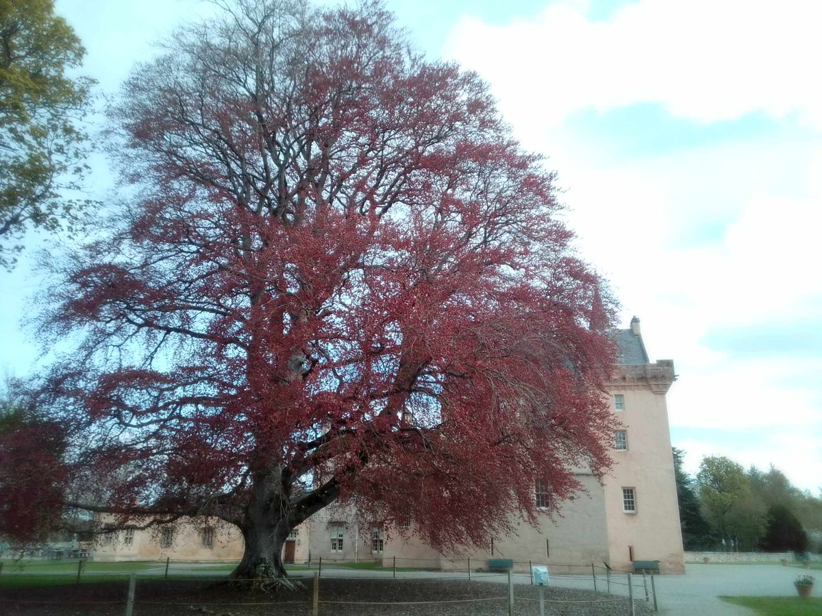 Ancient copper beech tree coming into leaf at #Brodie Castle 🏰 @N_T_S