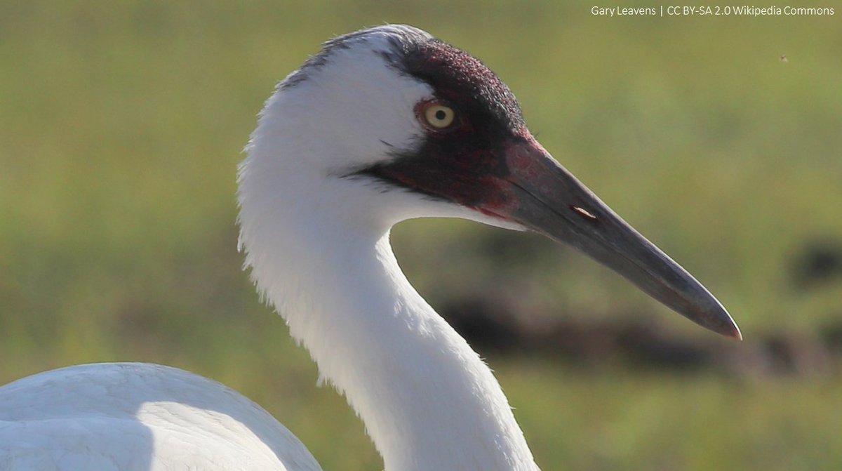 Flexible migration and habitat use strategies of an endangered waterbird during hydrological drought | Conservation Science and Practice | conbio.onlinelibrary.wiley.com/doi/10.1111/cs… | #ornithology