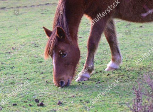 shutterstock.com/image-photo/go…

Gorgeous pony is grazing in the forest.

#nationalparks  #ponies #animals #NewForest #photo #photographer #climate #Weather #grazing #NationalNews  #PhotographyIsArt #portfolio