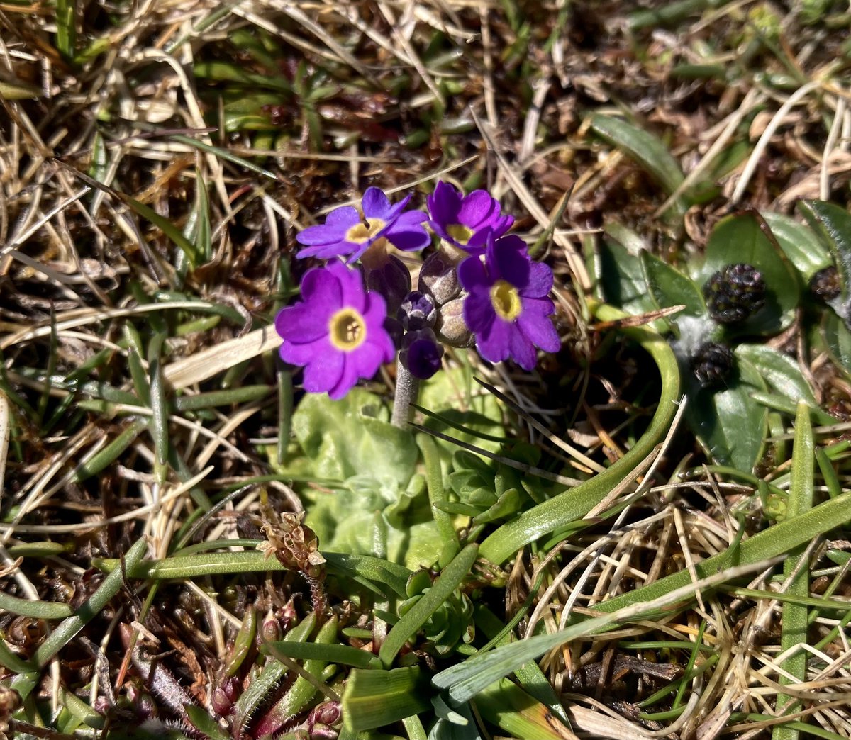 First #primula in flower on the North hill. #Papay #Orkney #primulascotica