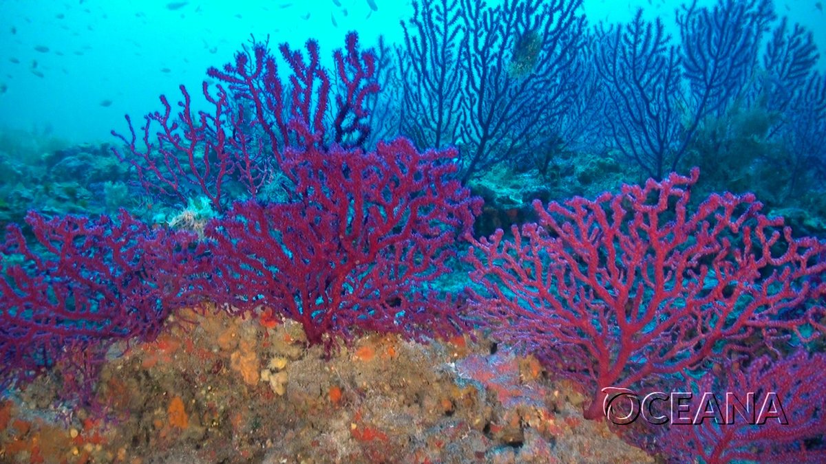 33 years ago, today, Cabrera Archipelago in the Spanish Mediterranean was designated as a #NationalPark. This biodiversity hotspot still lacks adequate protection and management. It is urgent to ban all industrial activities from this natural paradise and establish no-take zones.