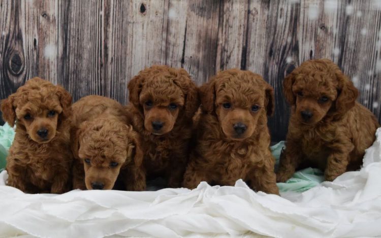 Such cute puppies at Radiant Red Poodles radiantredpoodles.com #RadiantRedPoodles #PoodlePuppies #RedPoodles #RedPoodlePuppies #ToyPoodles #Poodles #PoodleLove @Covergirlbeads