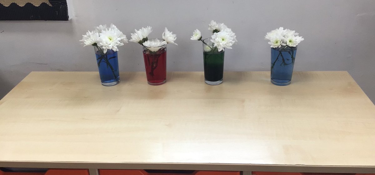 In Science, Year 3 have been learning all about vascular and non-vascular plants. After this we arranged an experiment to test if a vascular plant will absorb the dyed water. We will complete our conclusion next week! 🪴💧 #ParishScientists @parishschool1