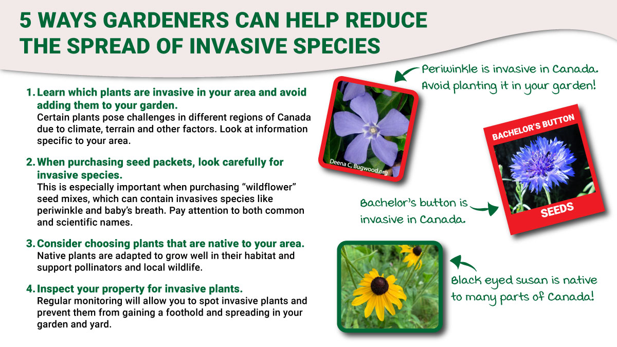 When planning your garden this spring, keep in mind that some seeds and plants you may come across are invasive. By following these five practices, we can help preserve the health of native plants, reduce invasive species, and promote biodiversity. More: bit.ly/3Una0V8