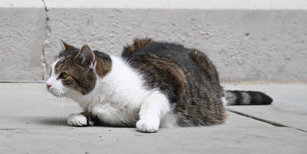 Dear Larry @Number10cat out and about in Downing Street this morning before popping back inside for a snooze !!!!!