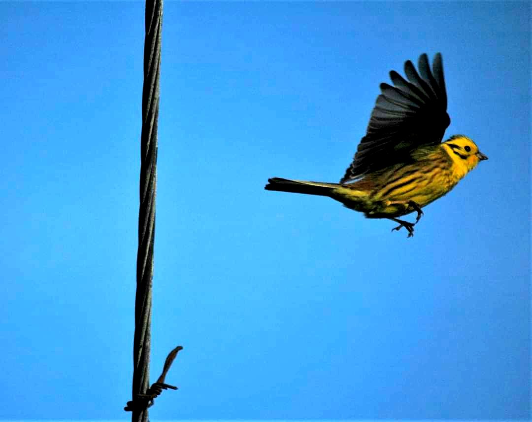 Oot eh here! ;-) #Yellowhammer ♡ #fergyspics