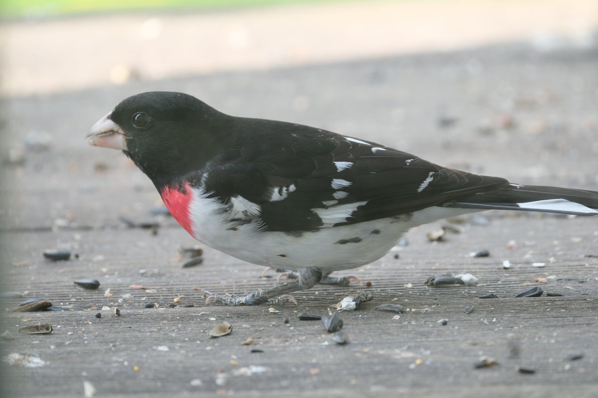 FeederWatch Canada tweet media