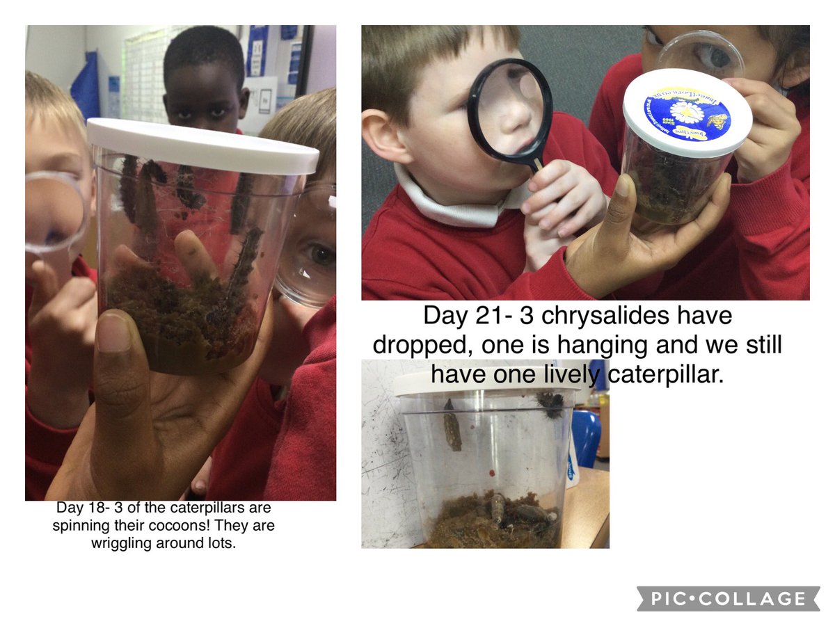 2CD were very excited to observe their caterpillars today 🐛. There has been lots of change over the weekend! We have some beautiful, sparkly, still chrysalides. #y2science @thrivetrust_UK @thrivetrust_CEO