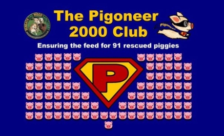 The #91 pigs are just a small part of the amazing work of Beneath the Wood. Join the community of #pigoneers and help them save more animals. @BTWsanctuary globalvegancrowdfunder.org/pigoneer-2000-… #vegan #animalrights