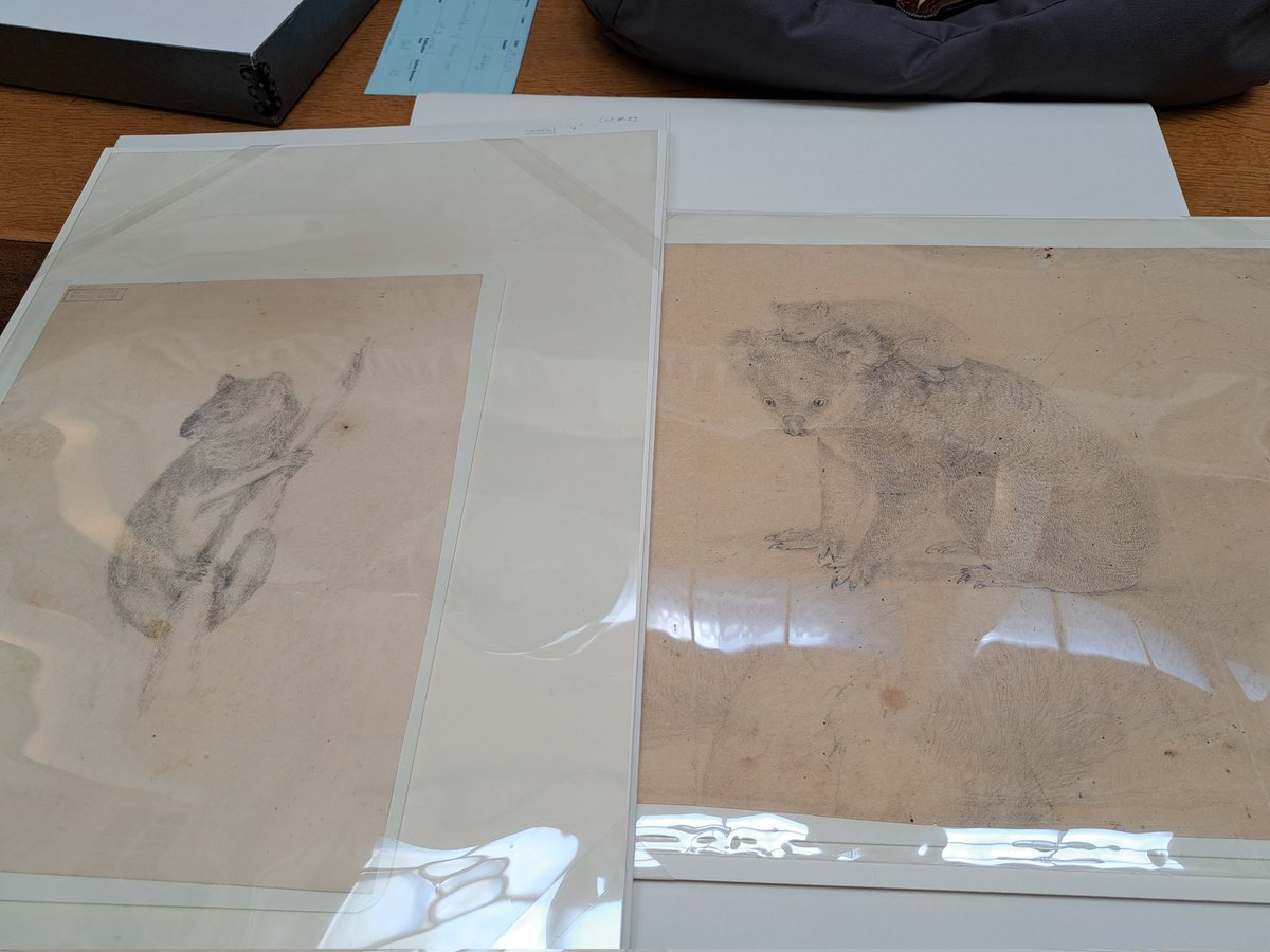 What a treat! Going through the @LinneanSociety collections to get ready for my talk on this mysterious #thylacine illustration by John Lewin - one of the very first Western depictions of these icons of #extinction. The free online event is on 14th May: members.linnean.org/events/65a368d…