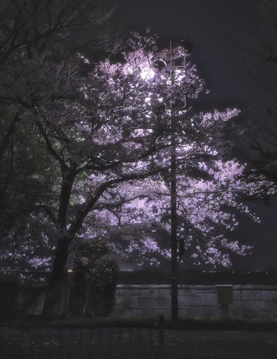 夜桜の幻想、でございます。