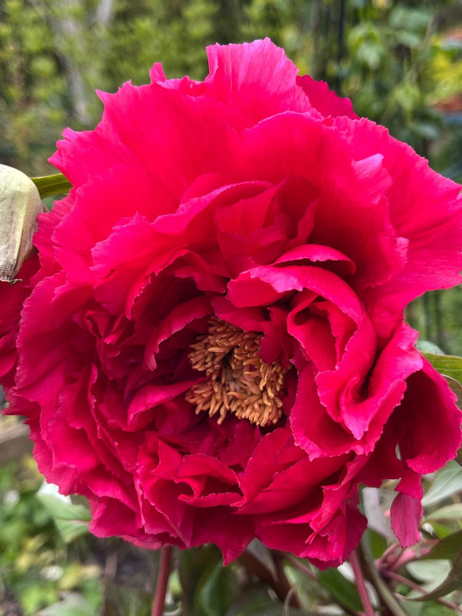 It is the season of the emerging tree peony flower #SmallBeautiesHour
Technically, do they qualify as ‘small’ beauties though?! Each flower will be the size of a dinner plate at least! I think they are miraculous; paper thin petals, stunning colours. #garden