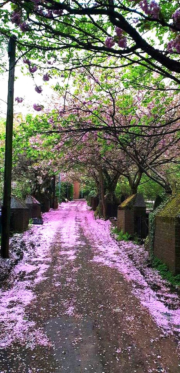 'Is that pink snow?' 'No, it's blossom, dearie...' Although its beauty is fleeting, the arrival of Glasgow's Cherry blossom is an annual delight, and a pink, scented, reminder that warmer weather is on its way. Pic: Glenys Marie Evans