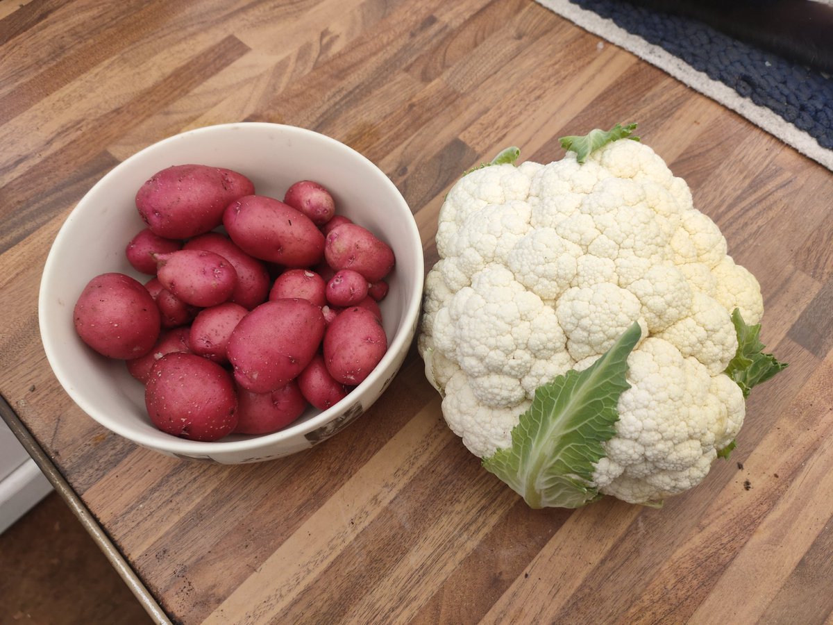 TimHodge7's tweet photo. First Red Duke of York potatoes of the year, plus a large head of cauliflower from the allotment 🙂 https://t.co/0m9GPoY4kd