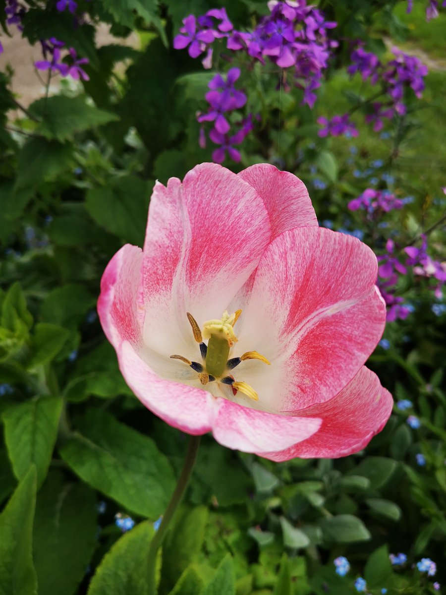 Pink Triumph Tulip

#Greifswald