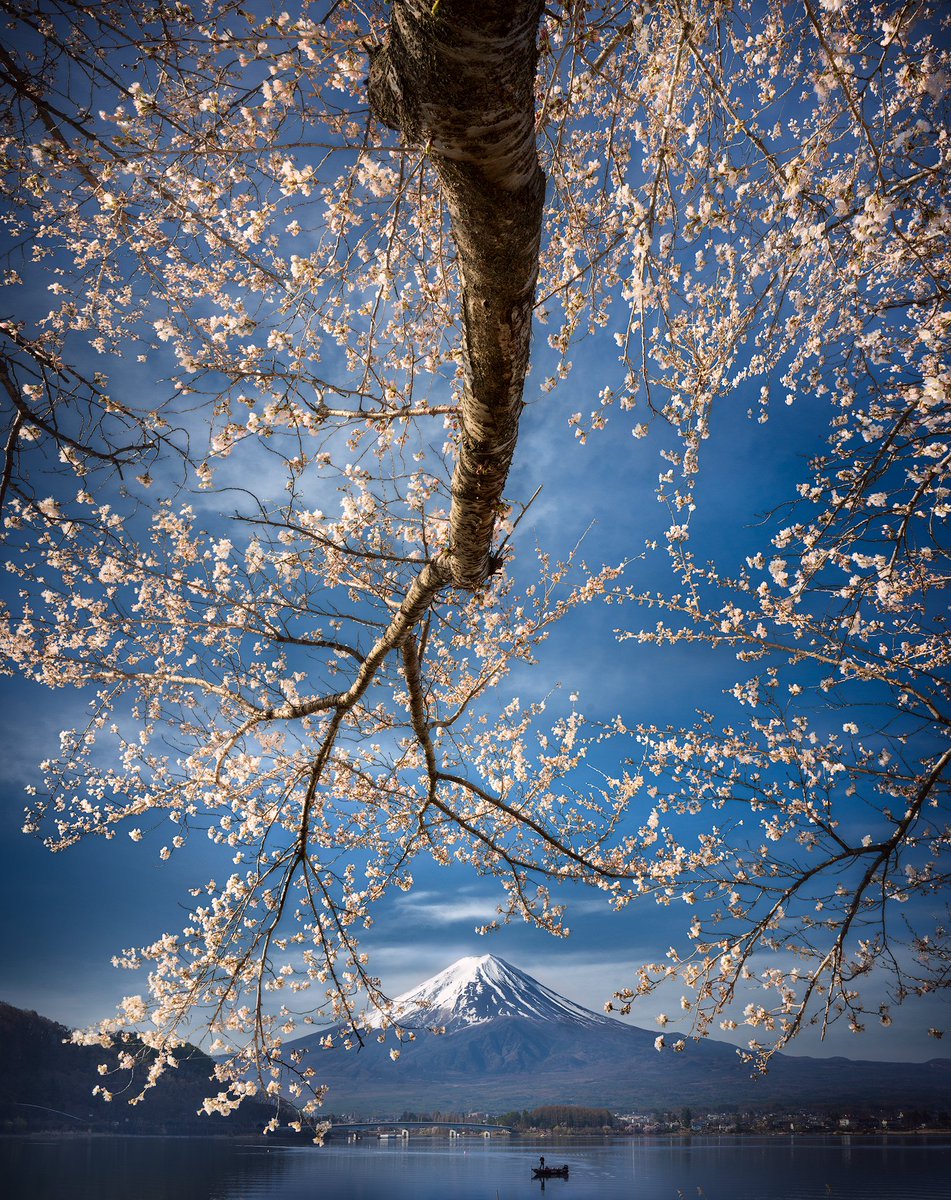 Isabella Tabacchi got to take one of the ultimate bucketlist trips - with a once in a lifetime camera. Photographing the cherry blossoms in Japan with the Hasselblad X2D and 28p lens is something photographers dream of. These are the stunning results. #HasselbladHeroine