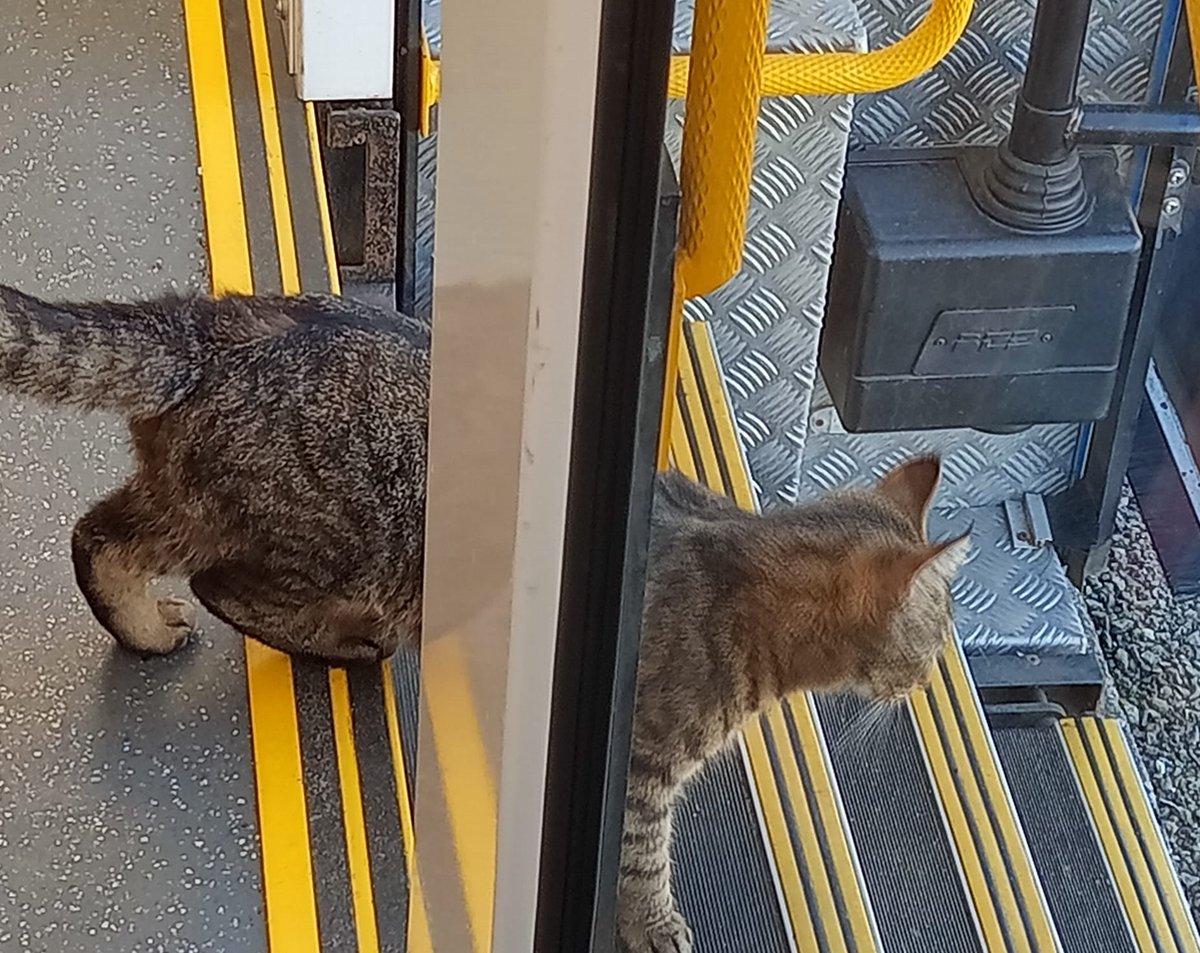 OrkneyLibrary's tweet photo. Another satisfied customer leaving the Mobile Library in Eday this afternoon. https://t.co/Mar83w3WCe