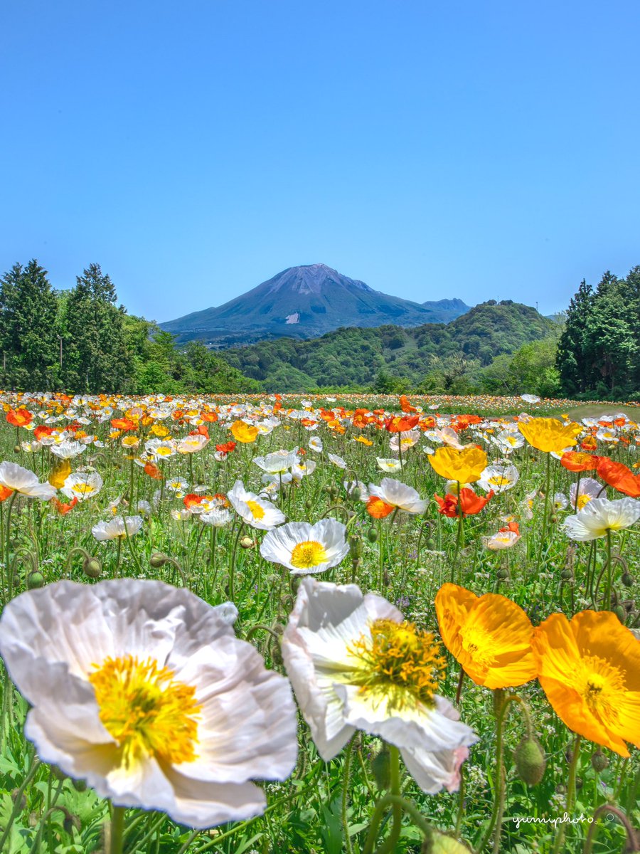 花の丘から
大山を臨む•*¨*•.¸¸❀︎

𓈒 𓏸 𓐍  𓂃 𓈒𓏸 𓂃◌𓈒𓐍 𓈒
明日から
一旦仕事です…

GW後半に向けて
頑張ってきまーす*:ஐ(●︎˘͈ ᵕ˘͈)

Location:Tottori,Japan
#アイスランドポピー #キリトリセカイ 
#TLを花でいっぱいにしよう 
#photo_shorttrip 
#tokyocameraclub