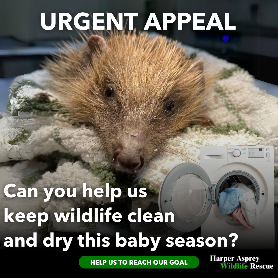 URGENT APPEAL. Can you help us keep our precious wildlife clean and dry? We need new washing machines. If you can help us, we will be able to continue washing and drying the huge amounts of laundry we need to clean every day. Thank you 💚 #WildlifeUK 🙏🦊 hawr.co.uk/?form=laundryf…