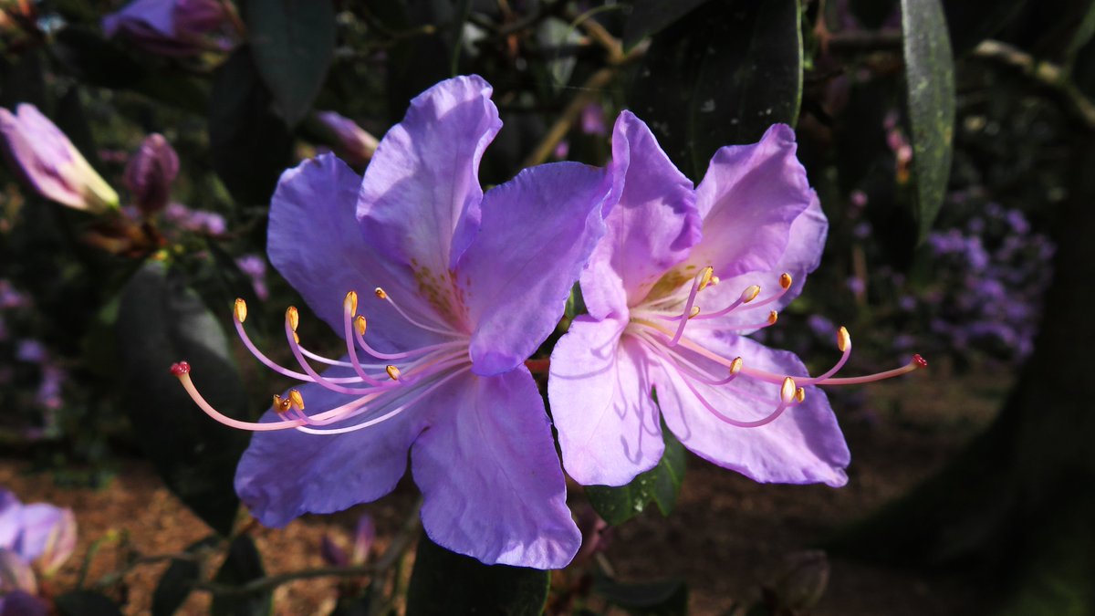 Late-flowering #rhododendrons are putting on a stunning show. 📷 Rhododendron augustinii Learn more about these plants and the part they play in the arboretum’s landscape during our next Discovery Walk, 10:30 Sat 4 May. 👇 forestryengland.uk/westonbirt/dis… #spring