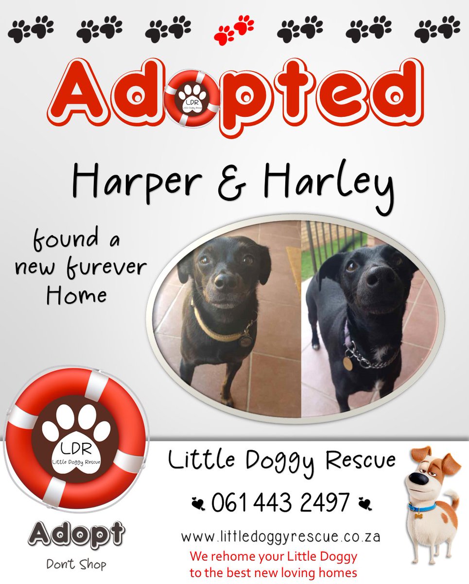 🎉 Yippee Harley & Harper #Chipin #adopted
If you cannot care 4 yr loved doggy as before we assist #rehomeyourdog

form littledoggyrescue.co.za/rehome-my-dog 

#littledoggyrescue #southafrica #adoptdontshop #adoptadog #rehoming #dogrehoming #FUREVERHOME