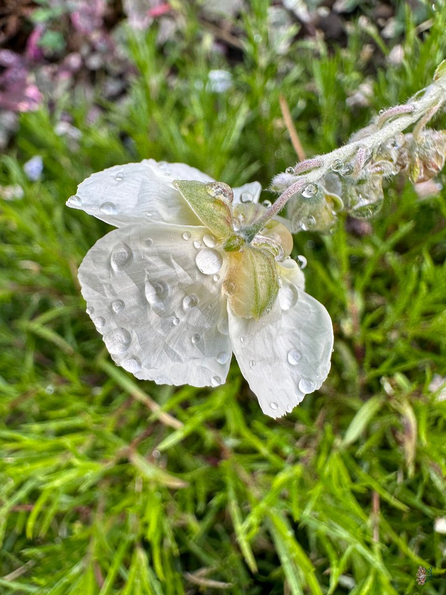 Drip Drip Drop Little April Showers

#MacroMonday #photography