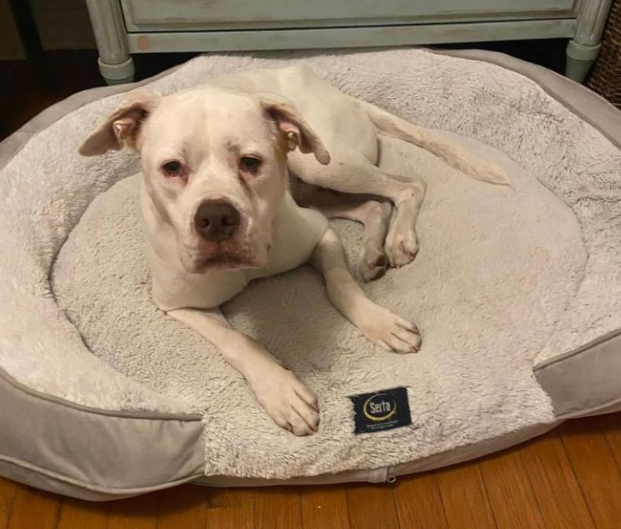 Casper💔🔥 @AdoptMiamiPets #FL Casper had the misfortune of living w/ a monster He has now been returned to a 'shelter' that will kill him #Pledges go to @nasrene41 We need a #Foster Give him time, a safe home, soft landing, TLC & gentle exercise above all love him #Foster