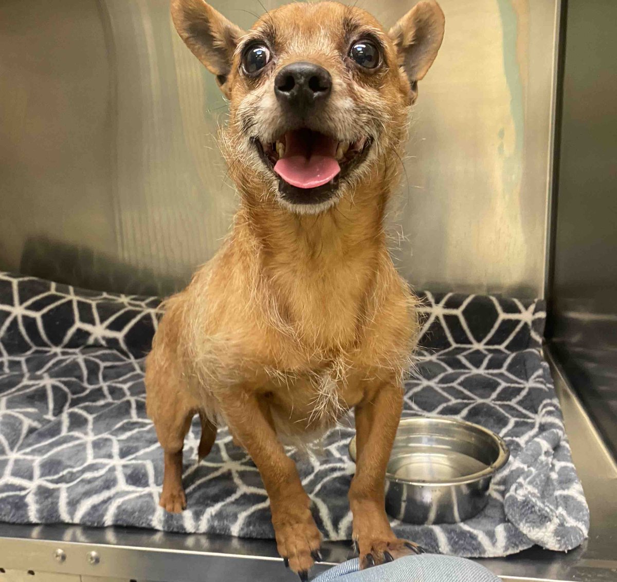 Do you recognize me? I was brought to the PSPCA by a Good Samaritan after being found on B St & Allegheny Ave. I am an unaltered male and my shelter friends are calling me “King Koopa”. Please contact the shelter with any owner information!