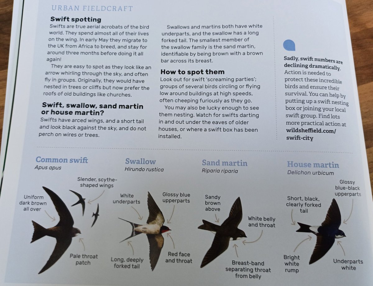 House & Sand Martins, Swooping Swallows, Keep an eye out - #Swifts to follow 🕊 #BirdsAreBrilliant @WildSheffield @SheffSwiftNet @Natures_Voice @swiftsweek @ShefEnvironment @Natures_Voice @RSPBScience @_BTO @BBCSpringwatch @SaveourSwifts @swiftsweek @RSPBbirders 🕊