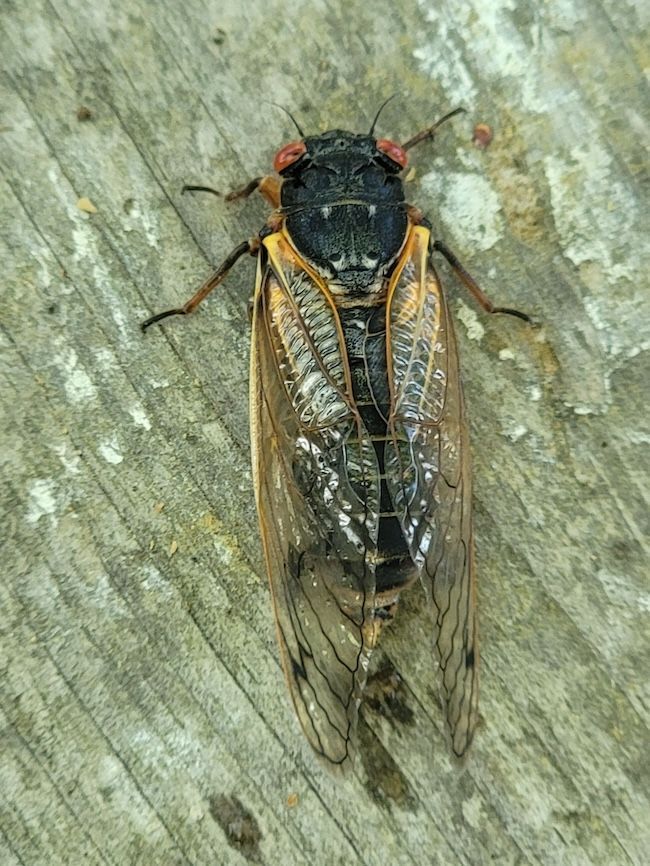 It's cicada season again! Sim DeLong captured this photo of a cicada in Uwharrie National Forest, North Carolina, on Sunday. Sim said: 'We've had at least 10 cicadas on our back deck since yesterday.' Thank you, Sim! 📸

earthsky.org/earthsky-commu…