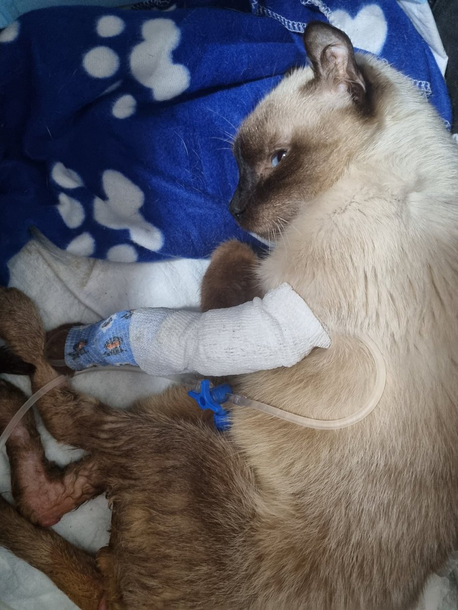 Heron sigue sin querer comer, le estamos poniendo todo tipo de medicación y es muy frustrante, la analitica de lipasa pancreática felina ha salido negativa. Intento ser fuerte por el y lucharemos lo que sea necesario contra viento y marea, tenemos que salir de esta, nos quedan⬇️