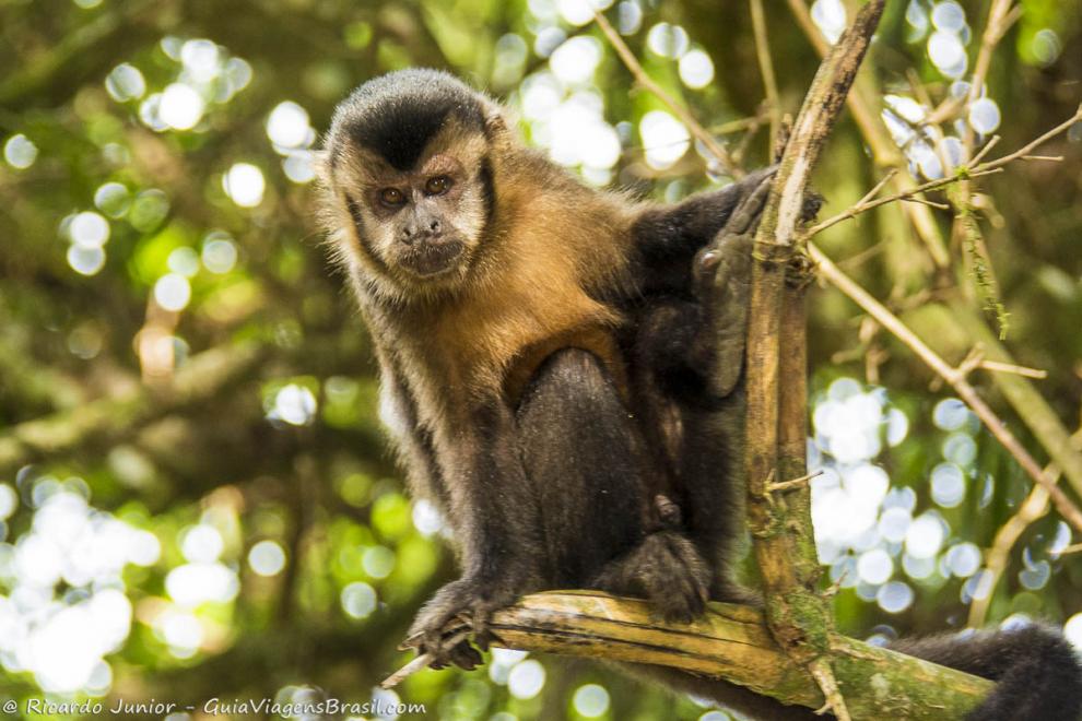 PROVÉRBIO AFRICANO “Todos os macacos não podem ficar pendurados no mesmo galho.” Cada um faz o seu caminho, constrói sua própria história, tenha seu sonho e corra atrás dos seus objetivos e sonhos. Bom dia!